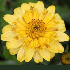Erato Yellow Sarı Katmerli Bodrum Papatyası Çiçeği Fidesi (3 adet)