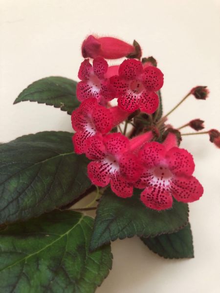Koleksiyonluk Ni's Kiira Kohleria Japon Küpelisi Çiçeği Fidesi (Mini Potta)