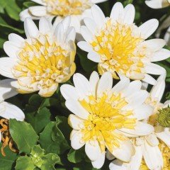 Erato Double Lemon White Bodrum Papatyası Çiçeği Fidesi (3 adet)