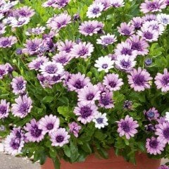 Erato Double White Blush Bodrum Papatyası Çiçeği Fidesi (3 adet)