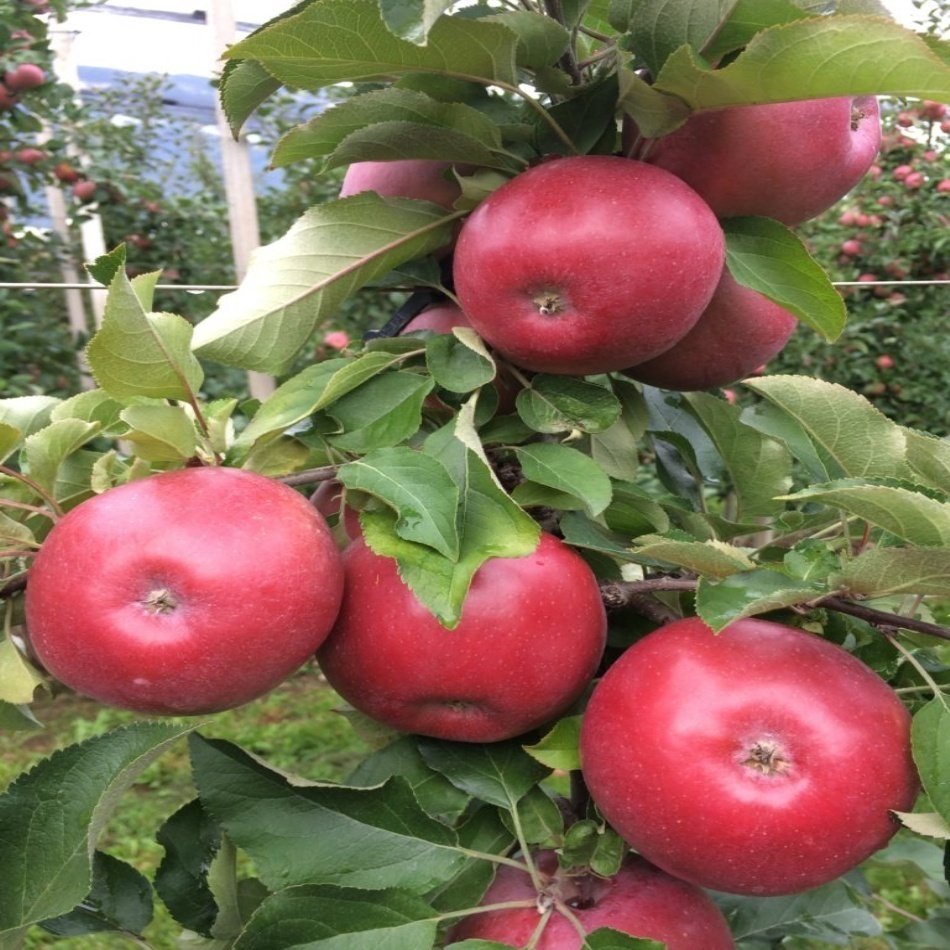 Tüplü Tam Bodur Kalitesi Yüksek Fuji Kiku Elma Fidanı