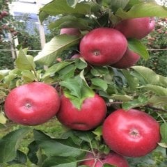 Tüplü Tam Bodur Kalitesi Yüksek Fuji Kiku Elma Fidanı