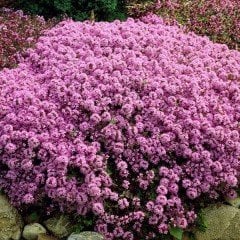 Thymus praecox ‘Purple Beauty’ Yayılıcı Kekik Fidesi (2 adet)