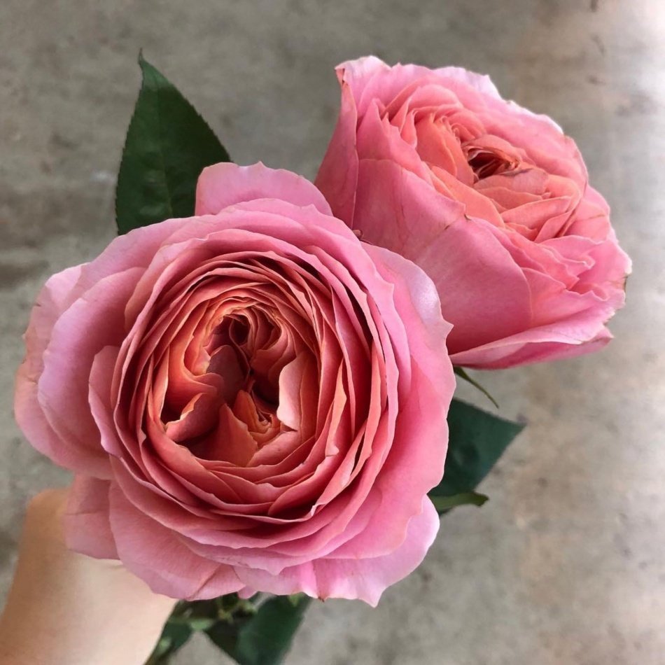 Tüplü Romantic Antike Yediveren Gül Fidanı