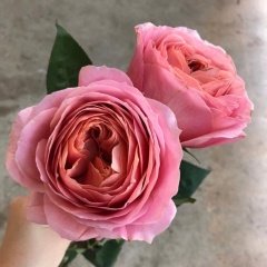 Tüplü Romantic Antike Yediveren Gül Fidanı