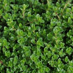 Thymus Citriodorus Limoni Kekik Fidesi (3 adet)