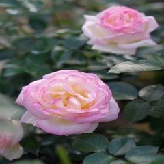 Tüplü Pembe Beyaz Princess Gül Fidanı