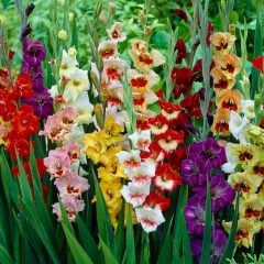Mix Gladiolus Swan Karışık Glayör Çiçeği Soğanı (4 adet)