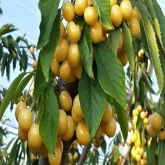 Tüplü Tam Bodur Genel Tozlayıcı Starks Gold Kiraz Fidanı