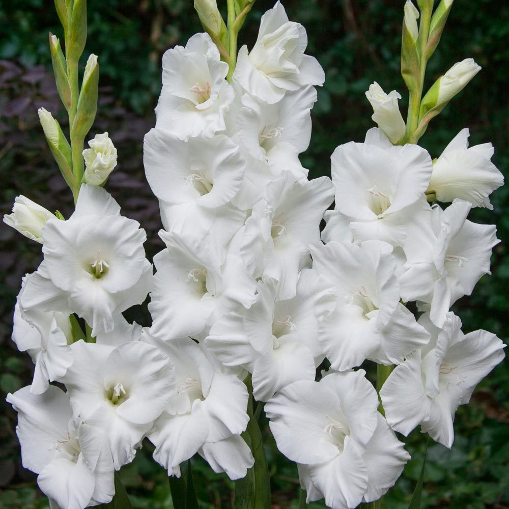 Kar Beyazı Gladiolus Swan Glayör Çiçeği Soğanı (2 adet)