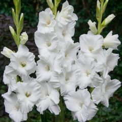 Kar Beyazı Gladiolus Swan Glayör Çiçeği Soğanı (2 adet)