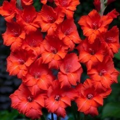 Gladiolus Swan Kırmızı Kuğu Glayör Çiçeği Soğanı (2 adet)