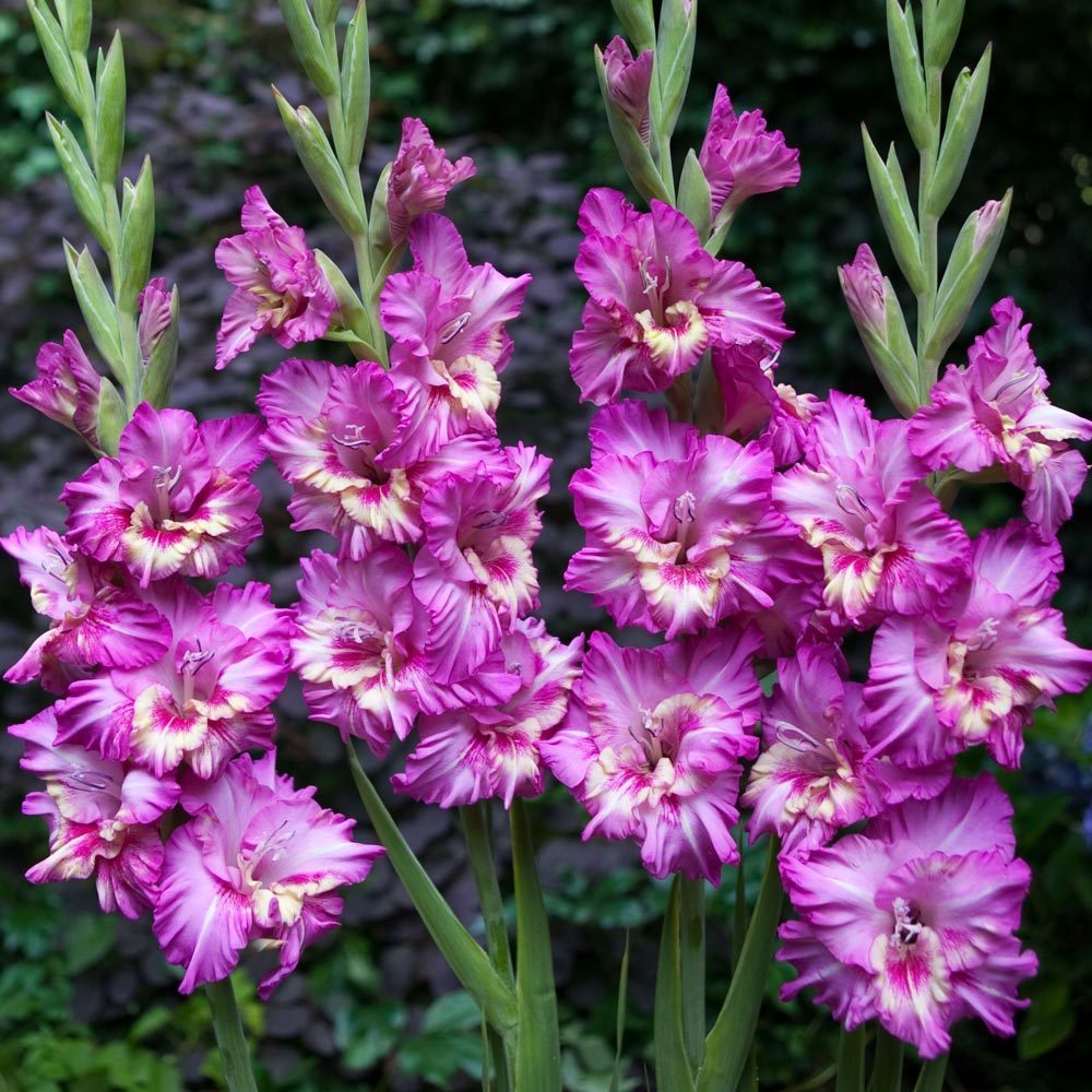 Mor Kokulu Gladiolus Swan Glayör Çiçeği Soğanı (2 adet)