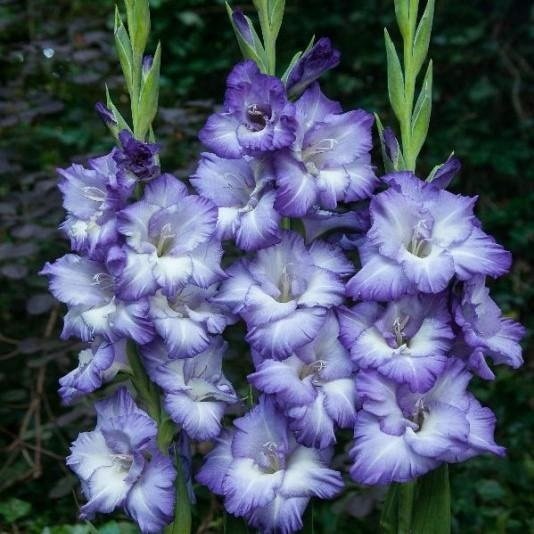 Mavi Cazibeli Gladiolus Swan Glayör Çiçeği Soğanı (2 adet)