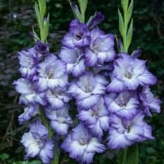 Mavi Cazibeli Gladiolus Swan Glayör Çiçeği Soğanı (2 adet)