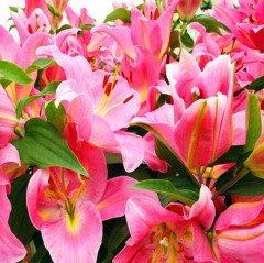 Güzel Kokulu Diamond Pembe Zambak Soğanı (2 adet)