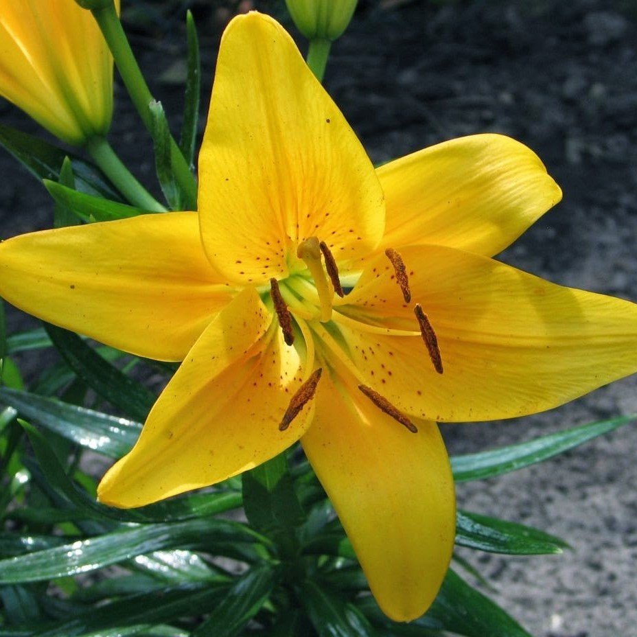 Yellow Diamond Sarı Zambak Soğanı (2 adet)
