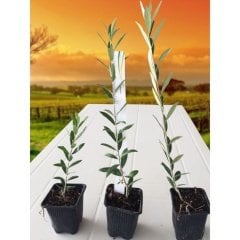 Tüplü Tam Bodur Arbequına Zeytin Fidanı (1 Yaş)