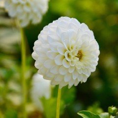 Kar Topu White Lace Dahlia Yıldız Çiçeği Yumrusu (1 adet )