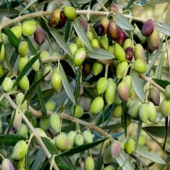 Tüplü Tam Bodur Koroneiki  Zeytin Fidanı (Meyve Verme Durumunda)