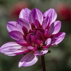 Büyük Çiçekli Lauren Michele Dahlia Çiçeği Yumrusu (1 adet)