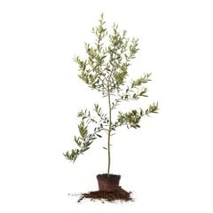 Tüplü Tam Bodur Saksılık Arbequina Zeytin Fidanı