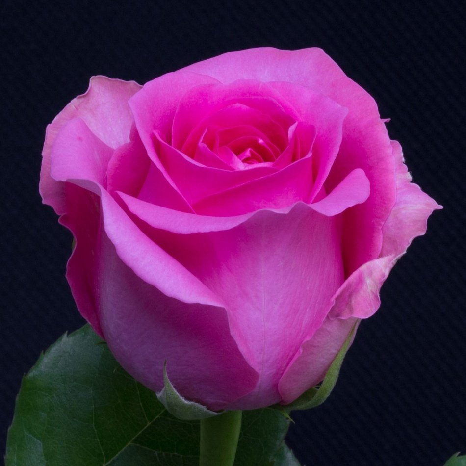 Tüplü Yediveren Lady Pembe Gül Fidanı