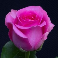 Tüplü Yediveren Lady Pembe Gül Fidanı