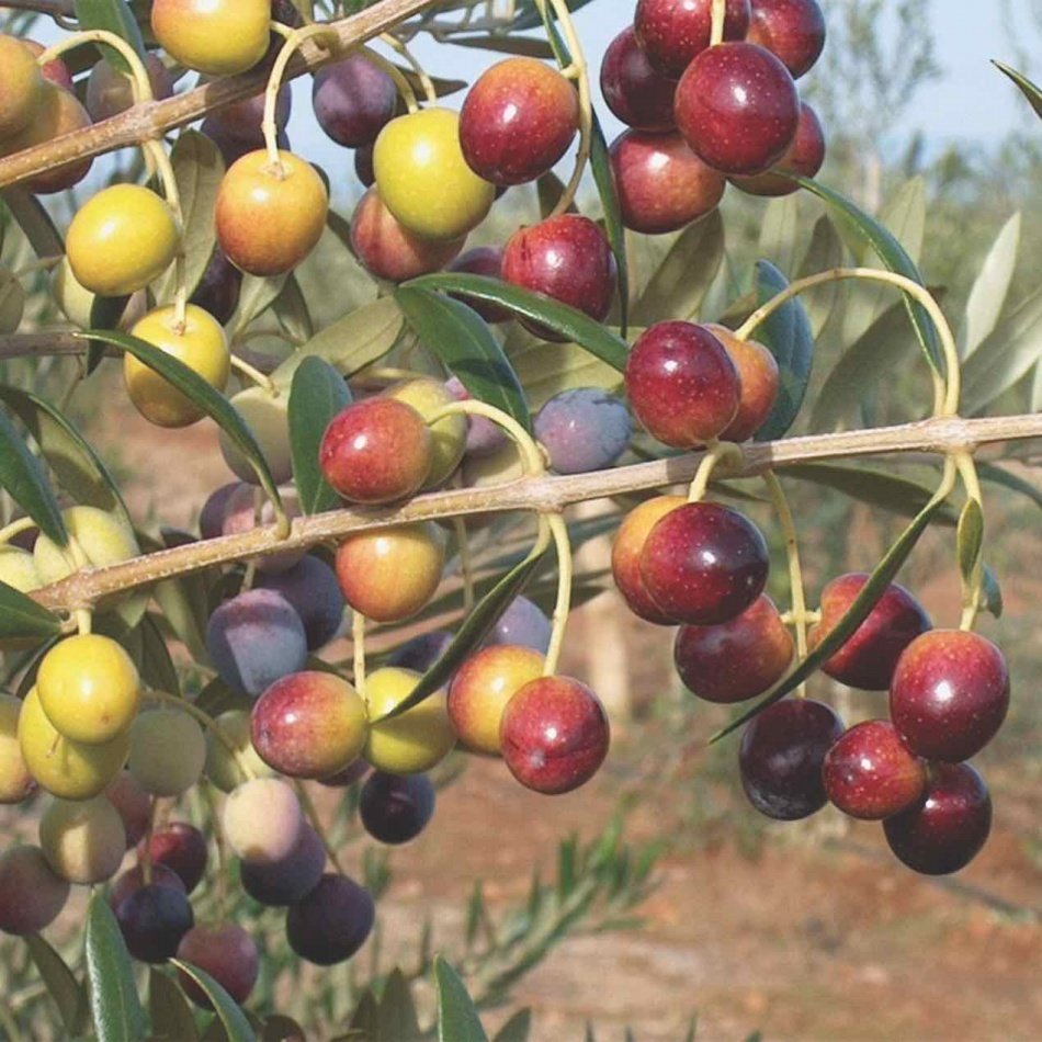 Tüplü Tam Bodur  Saksıda Yetişebilen Arbosona Zeytin Fidanı