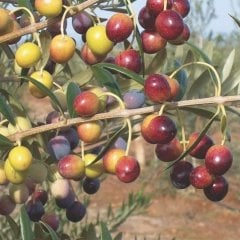 Tüplü Tam Bodur  Saksıda Yetişebilen Arbosona Zeytin Fidanı