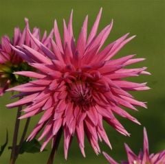 Purple Çiçekli Galaxie Dahlia Yıldız Çiçeği Yumrusu (1 adet )