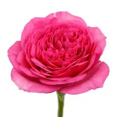 Tüplü Baronesse Pembe Yediveren Gül Fidanı
