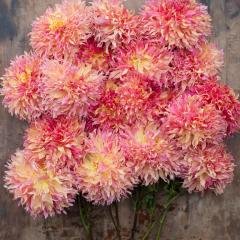 Hoş Kokulu Myrtle's Folly Dahlia Çiçeği Yumrusu (1 adet)