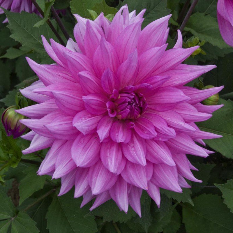Minouche Dahlia Yıldız Çiçeği Yumrusu (1 adet)