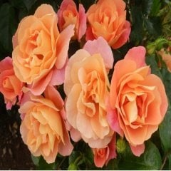 Tüplü Love Paradise Yediveren Gül Fidanı