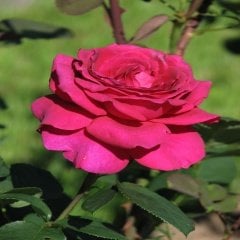 Tüplü Big Purple Koyu Pembe Yediveren Gül Fidanı