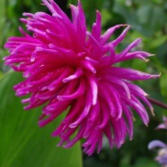 Dentelle D. Forestier Dahlia Yıldız Çiçeği Yumrusu (1 adet)