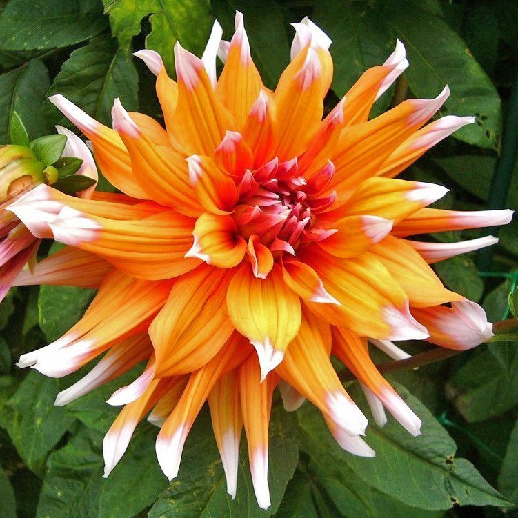 Colors Spectacle Dahlia Yıldız Çiçeği Yumrusu (1 adet)