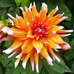 Colors Spectacle Dahlia Yıldız Çiçeği Yumrusu (1 adet)