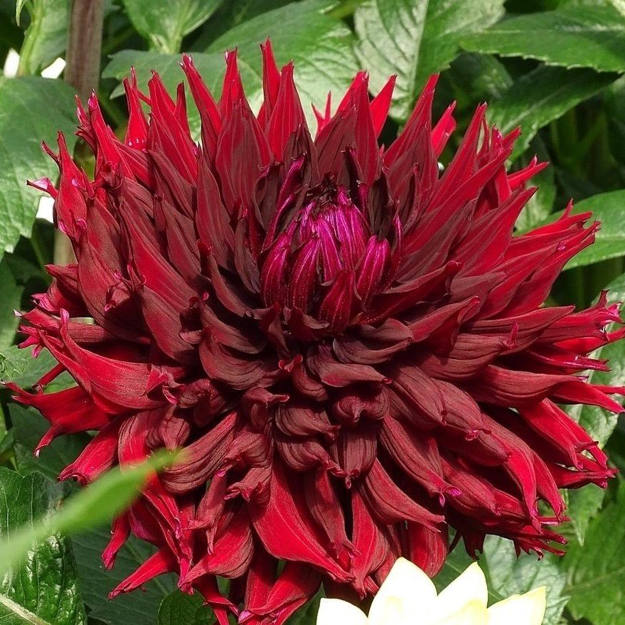 Red Kenora Mackob B Dahlia Yıldız Çiçeği Yumrusu (1 adet)