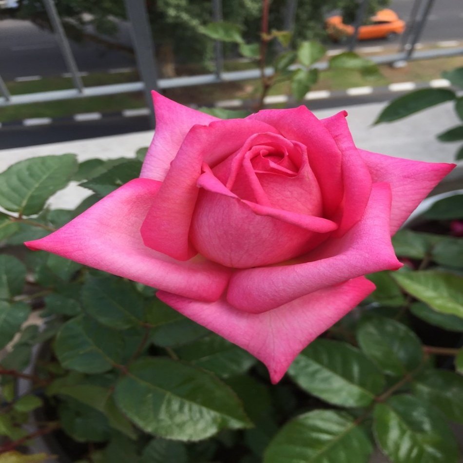 Tüplü Pink Wedding Bells Yediveren Gül Fidanı