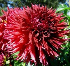 Jax Dahlia Yıldız Çiçeği Yumrusu (1 adet)