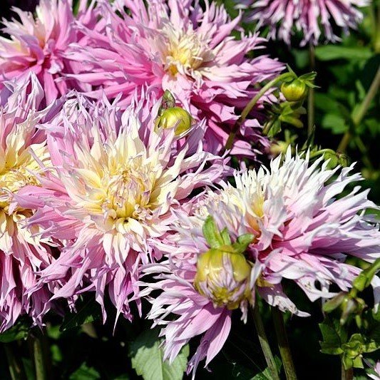 Sweet Arica Dahlia Yıldız Çiçeği Yumrusu (1 adet )