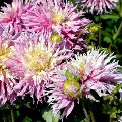 Sweet Arica Dahlia Yıldız Çiçeği Yumrusu (1 adet )