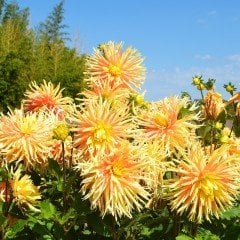 Orange Champs Elysées Dahlia Yıldız Çiçeği Yumrusu (1 adet)