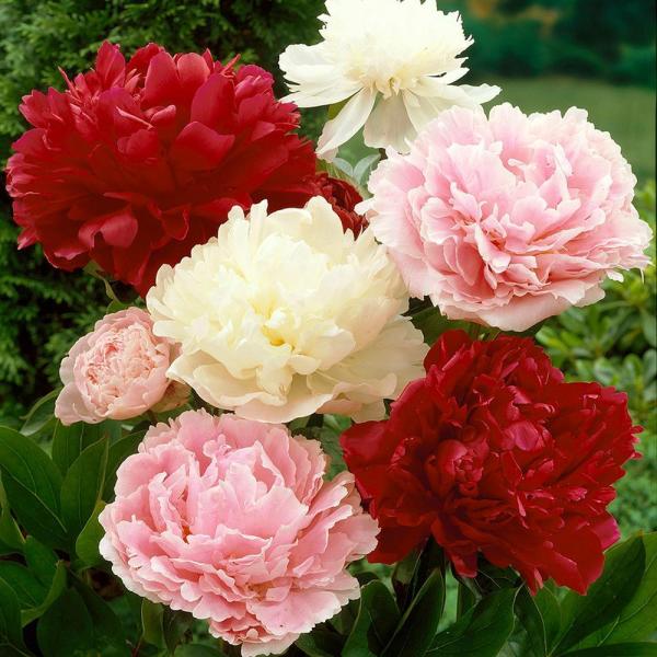 Kokulu Peonies Festiva Karışık Şakayık Çiçeği Yumrusu (3 Adet)