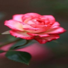 Tüplü Butterfly Pembe Sarı Gül Fidanı