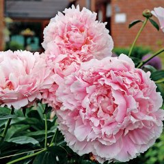 Pembe Peonies Festiva Şakayık Çiçeği Yumrusu (1 Adet)