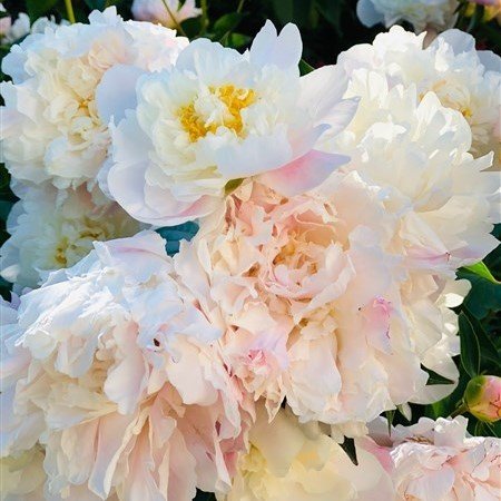 Beyaz Peonies Festiva Şakayık Çiçeği Yumrusu (1 Adet)