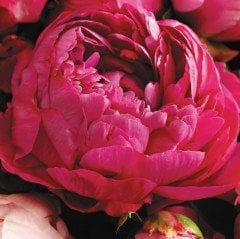 Kırmızı Peonies Festiva Şakayık Çiçeği Yumrusu (1 Adet)